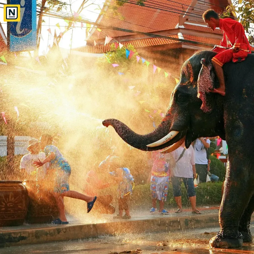 Elephant water play